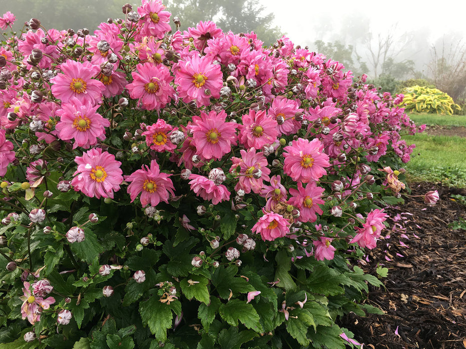 Anemone-Fall in Love - G1