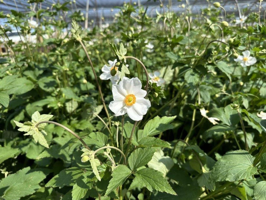 Anemone-Honorine Jobert - G1