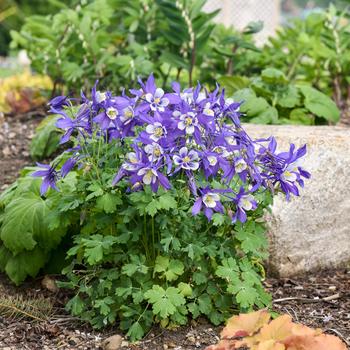 Aquilegia-Blue / White - G1