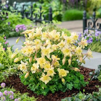 Aquilegia-Earlybird Yellow - G1