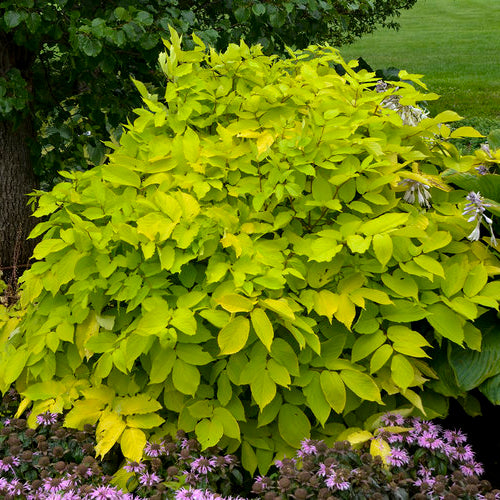 Aralia-Sun King - G1
