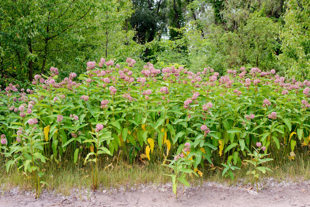 Asclepias-Cinderella - G1