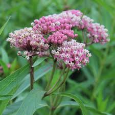 Asclepias-Cinderella - G1