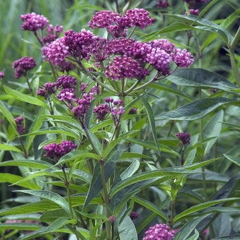 Asclepias-Cinderella - G1