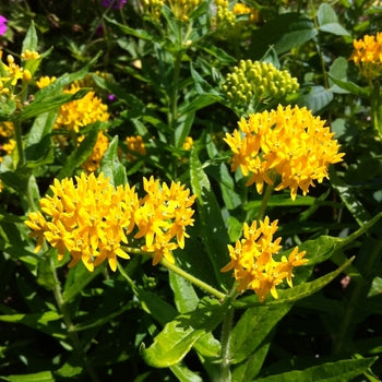 Asclepias-Hello Yellow - G1
