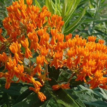 Asclepias-Tuberosa - 4.5"