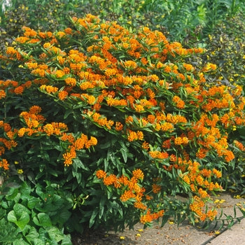 Asclepias-Butterfly Weed - G1