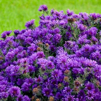 Aster-Grape Crush - G1