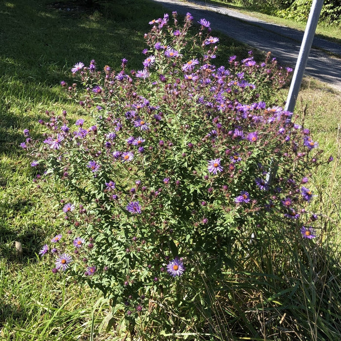 Aster-New England - G1