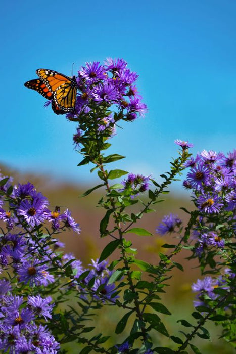 Aster-New England - G1
