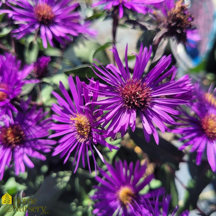 Aster-Purple Dome - G1