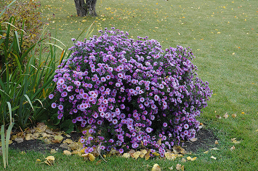 Aster-Purple Dome - G1