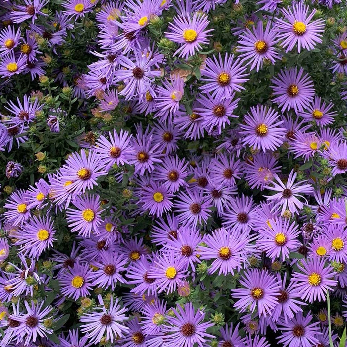 Aster-Raydon's Favorite - G1