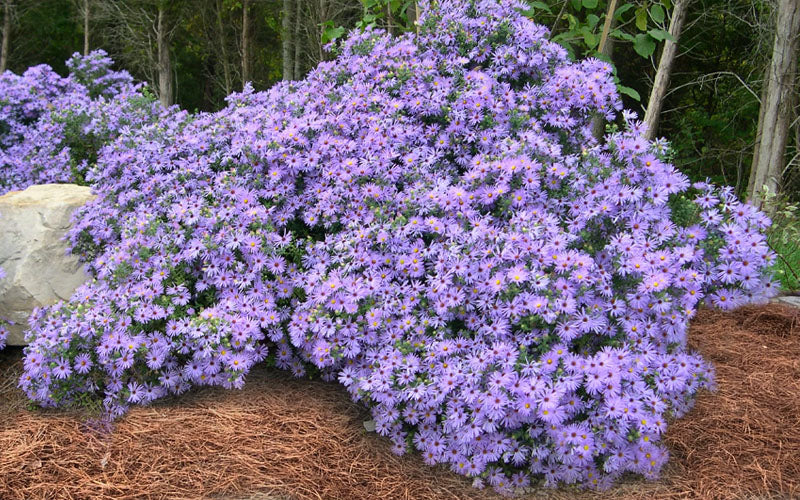 Aster-Raydon's Favorite - G1
