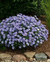 Aster-Wood's Blue - G1