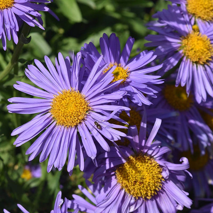 Aster-Wood's Blue - G1