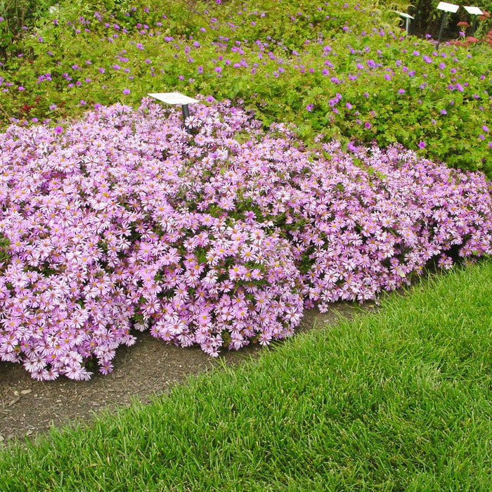 Aster-Wood's Pink - G1