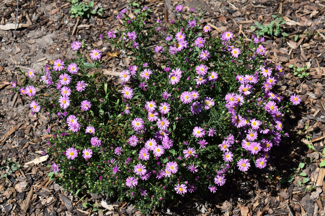 Aster-Wood's Pink - G1