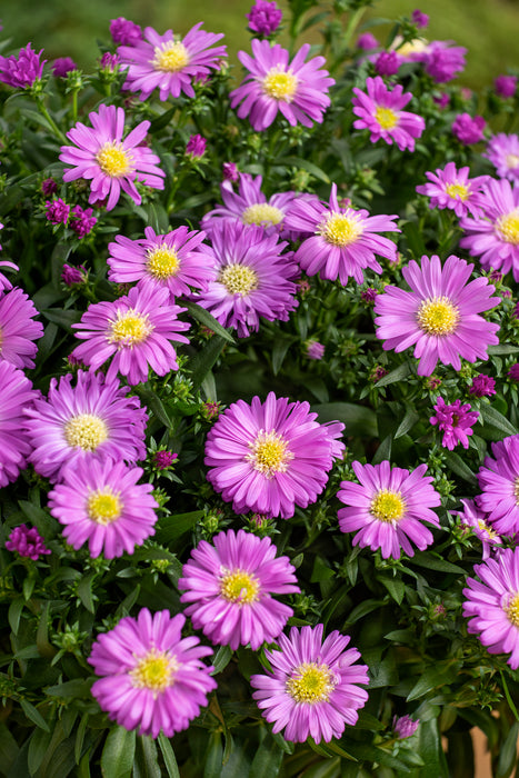 Aster-Wood's Pink - G1