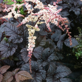 Astilbe-Chocolate Shogun - G1