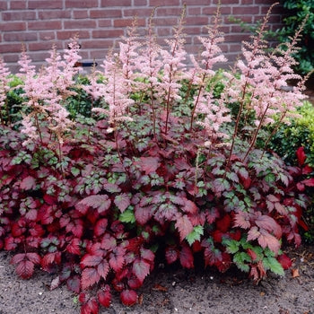 Astilbe-Color Flash - G1