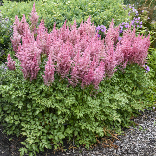 Astilbe-Maggie Daley - G1