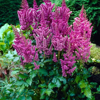 Astilbe-Superba - G1
