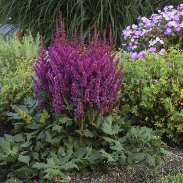 Astilbe-Vision Volcano - G1