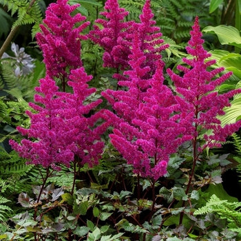 Astilbe-Vision Volcano - G1