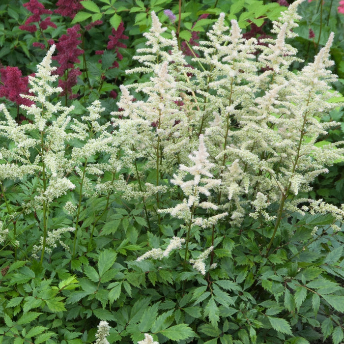 Astilbe-Vision in White - G1