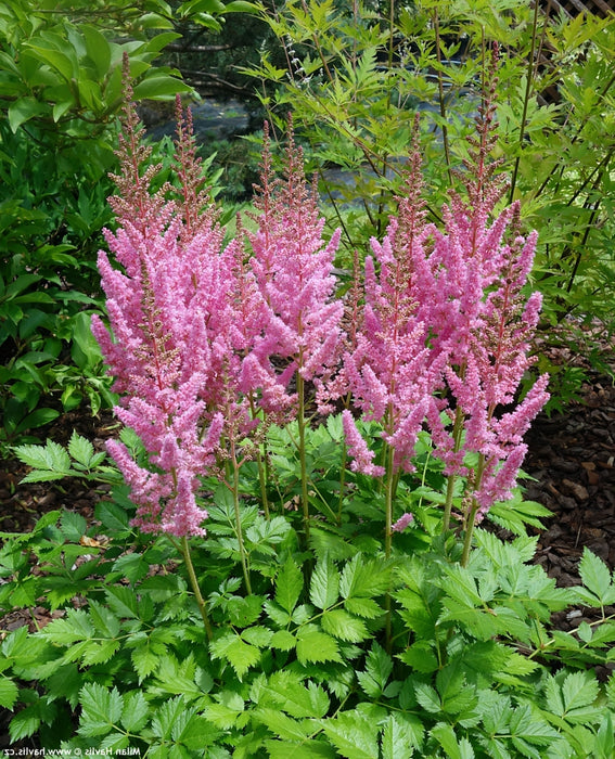 Astilbe-Vision in Pink - G1