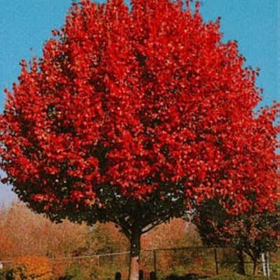 Pear-Autumn Blaze - 2"