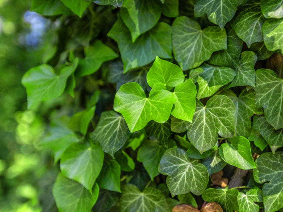 Ivy-English Ivy - G2