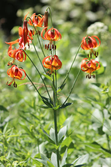 Lilium-michiganense - 3"