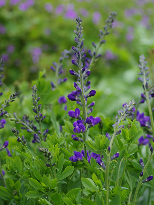 Baptisia-False Indigo - G1