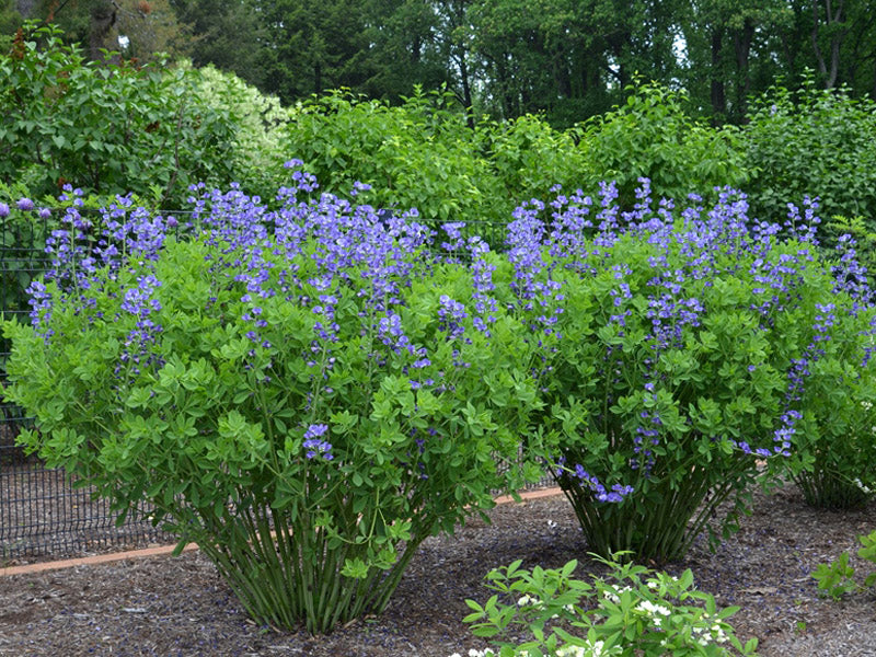 Baptisia-Blueberry Sundae - G1
