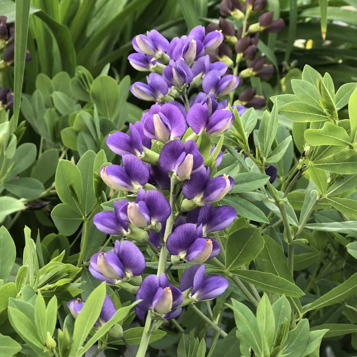 Baptisia-Blueberry Sundae - G1
