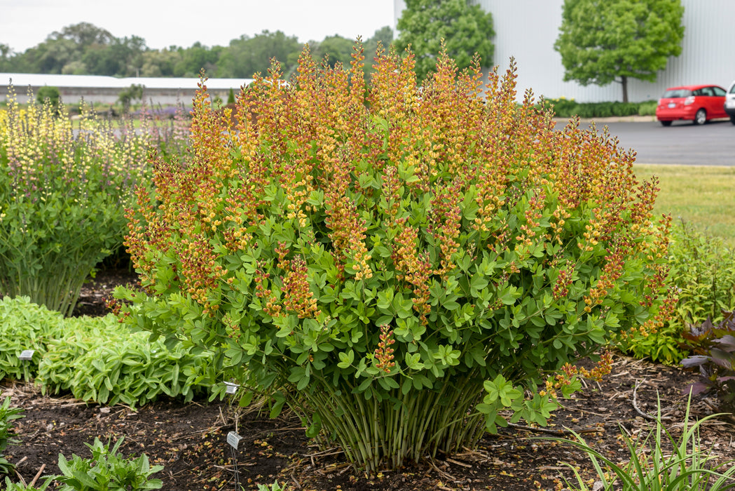 Baptisia-Cherries Jubilee - G1