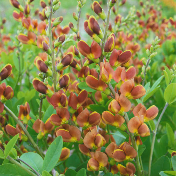 Baptisia-Cherries Jubilee - G1