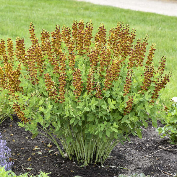 Baptisia-Honey Roasted - G1