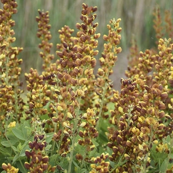 Baptisia-Honey Roasted - G1
