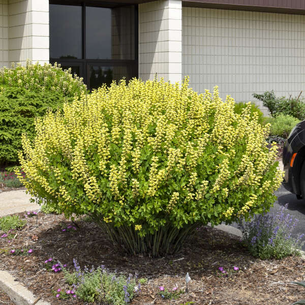 Baptisia-Lemon Meringue - G1