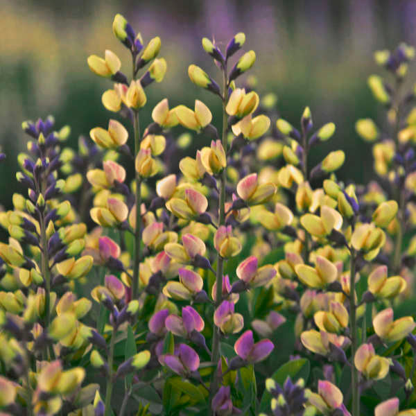 Baptisia-Pink Lemonade - G1
