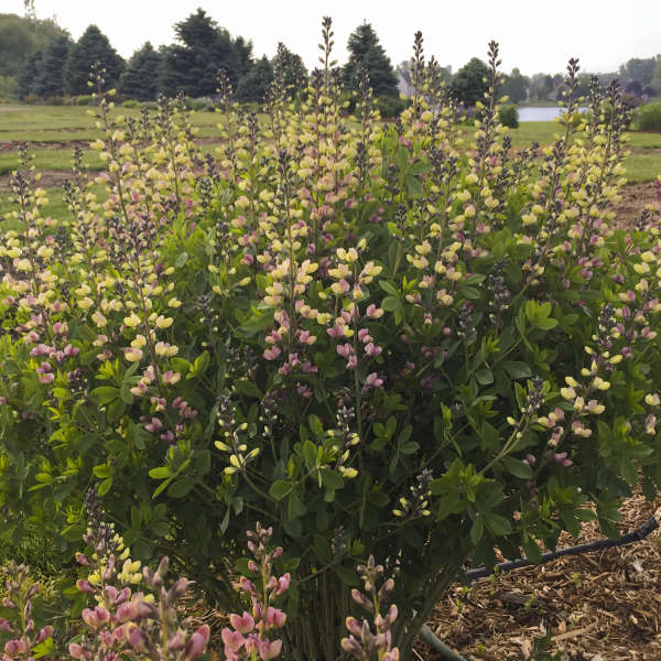 Baptisia-Pink Lemonade - G1