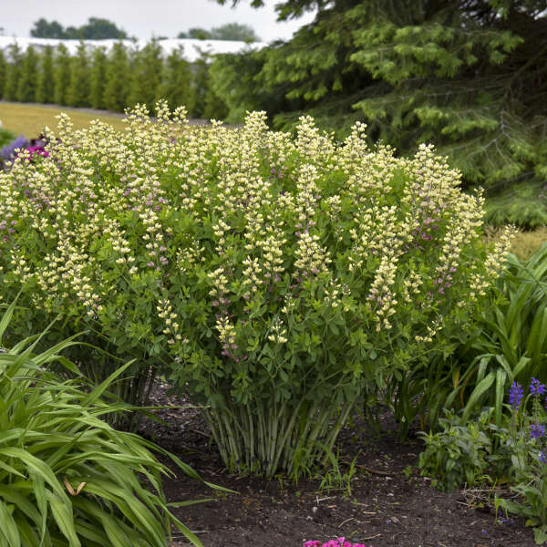 Baptisia-Pink Lemonade - G1
