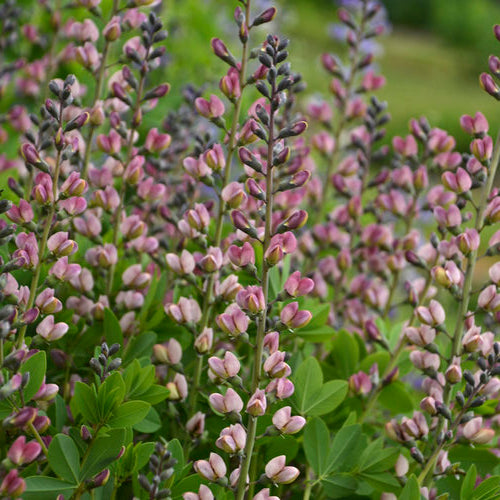 Baptisia-Pink Truffles - G1