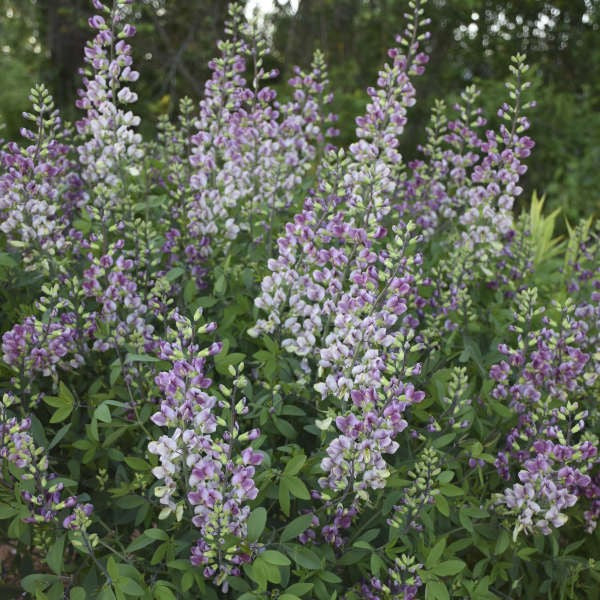 Baptisia-Plum Rosy - G1