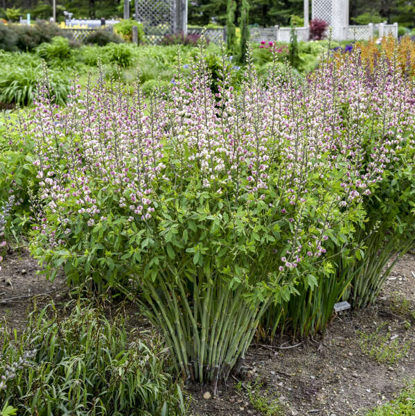 Baptisia-Plum Rosy - G1