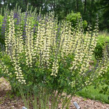 Baptisia-Vanilla Cream - G1