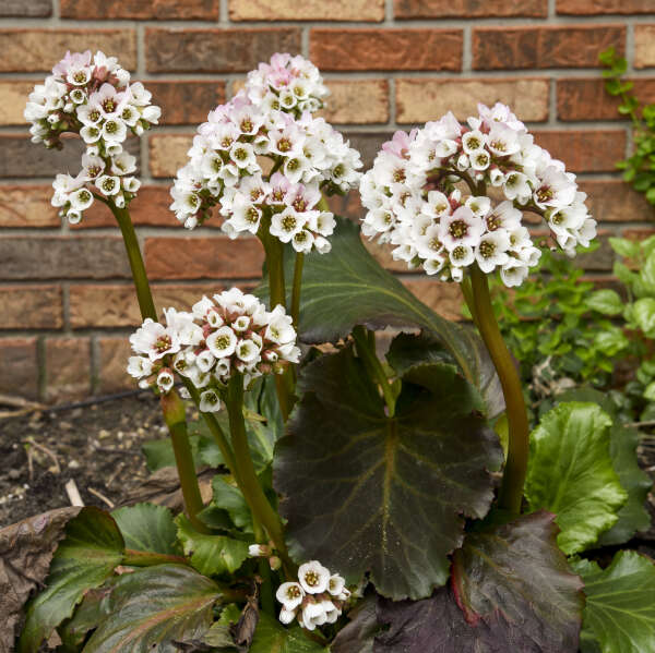Bergenia-Happ. Ever After - G1